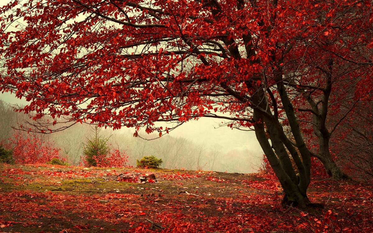 Fototapet dimineața cețoasă a unei păduri de toamnă cu nuanțe de burgundy