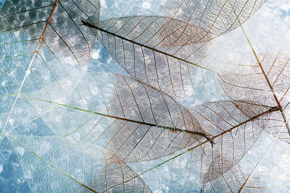 Fototapet frunze transparente pe cer