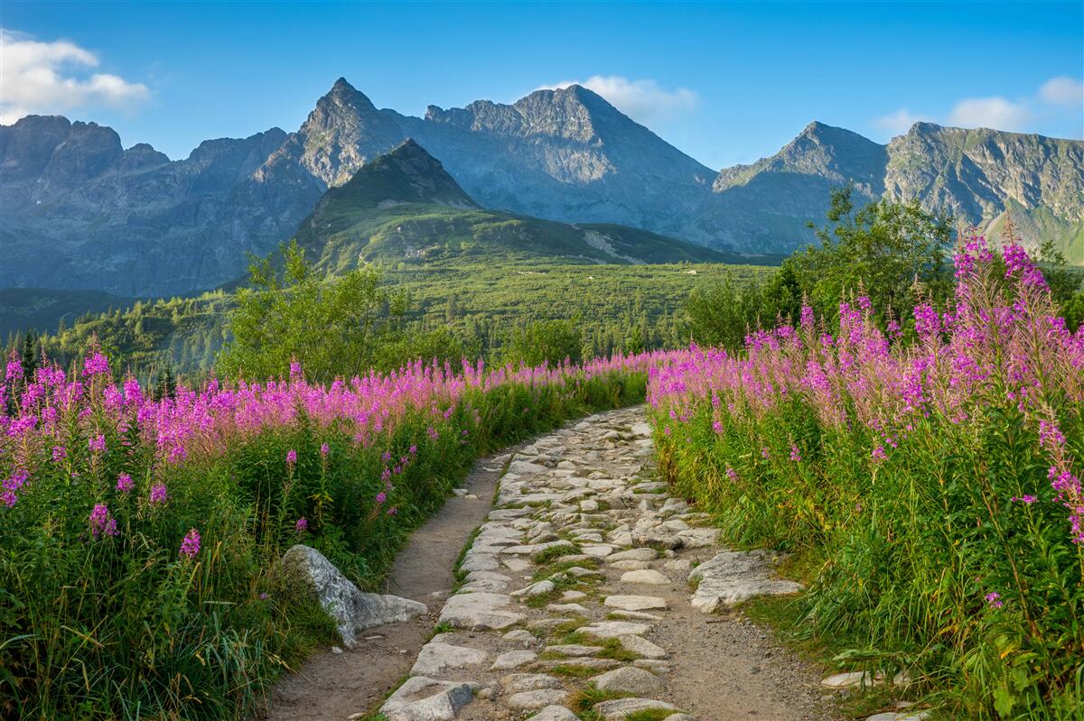 Fototapet Cărare în mijlocul unui câmp înflorit într-o zonă muntoasă