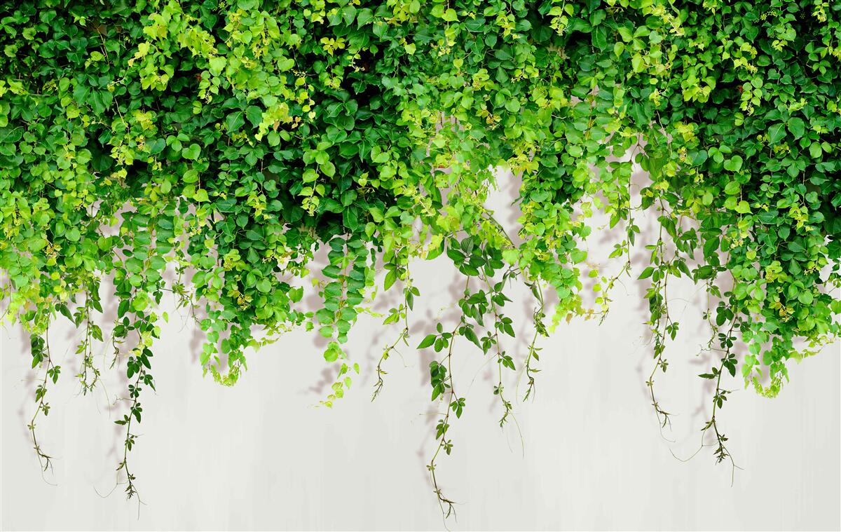 Fototapet plantele suspendate sunt verde deschis