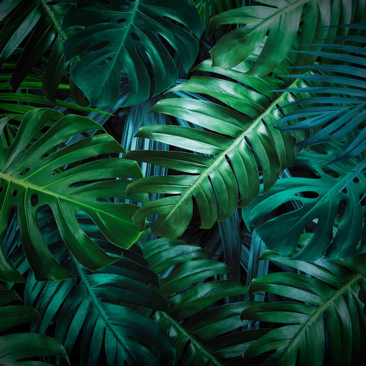 Fototapet intensitatea nuanțelor de verde ale pădurii tropicale