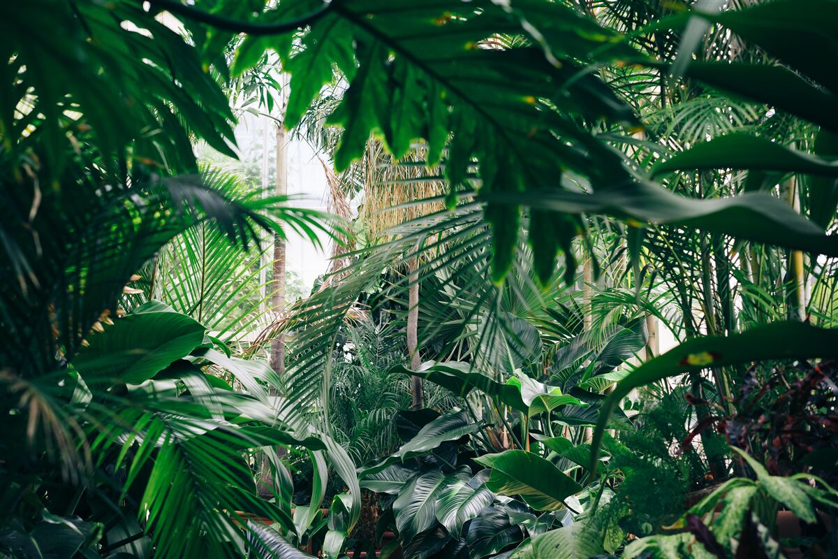 Fototapet jungla verde este luminată de lumină