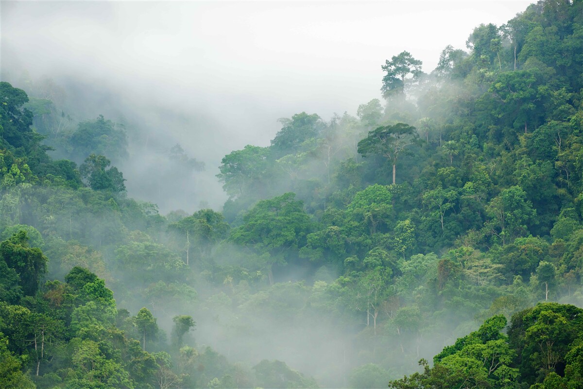 Fototapet ceață în munții tropicali