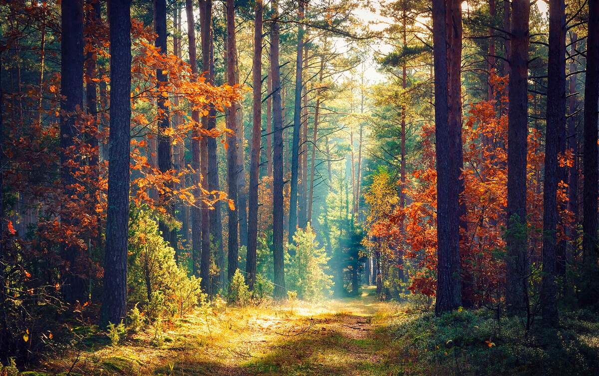 Fototapet O rază de soare într-o pădure de toamnă