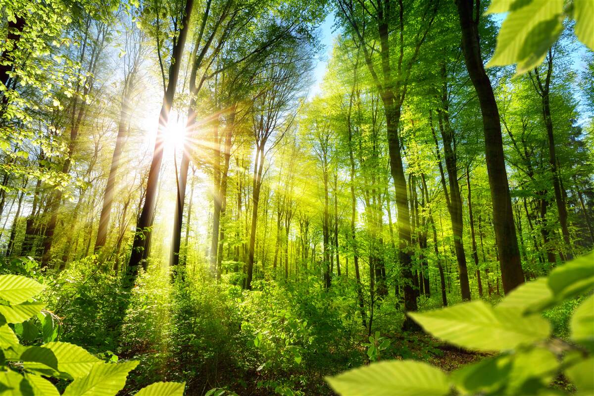 Fototapet soare de dimineață într-o pădure verde