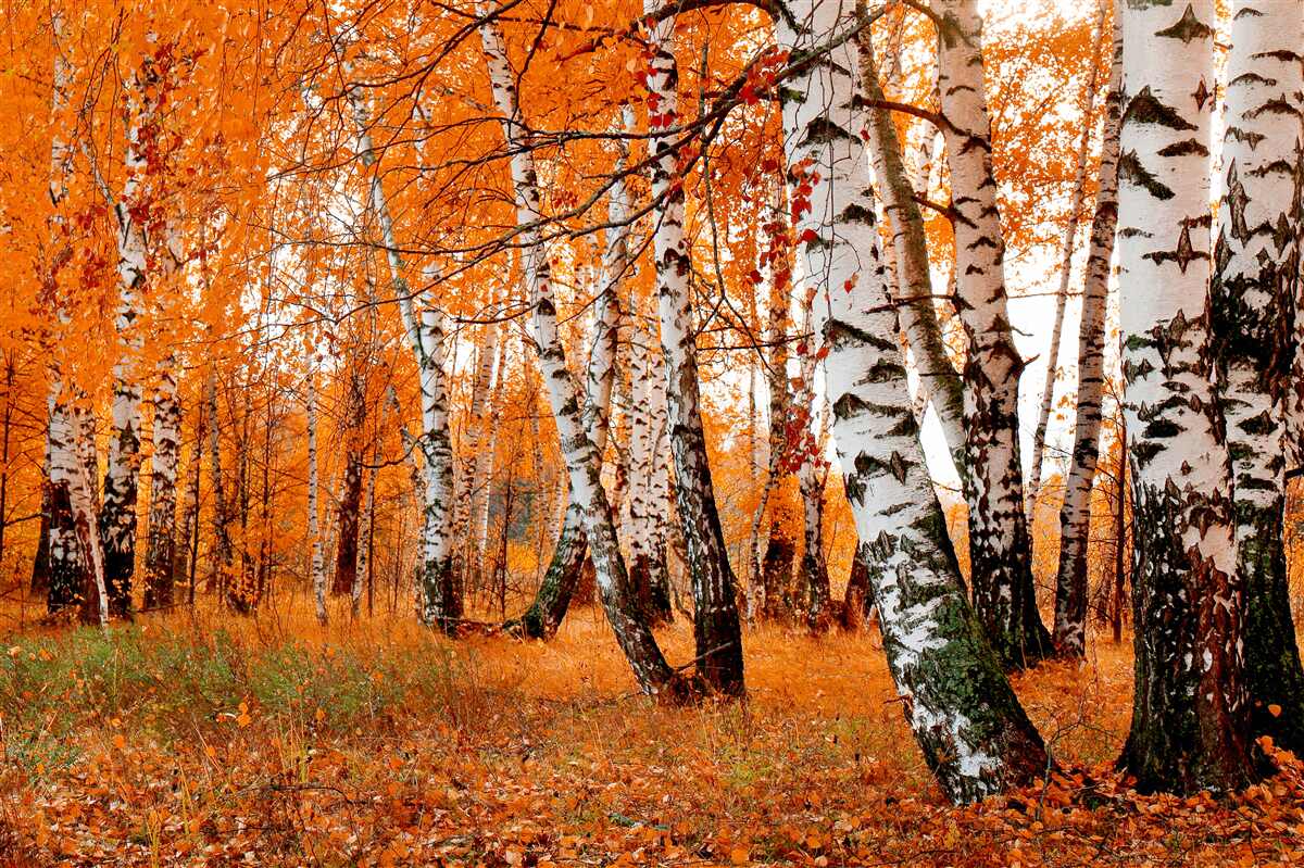 Fototapet frunzele de mesteacăn sunt portocalii