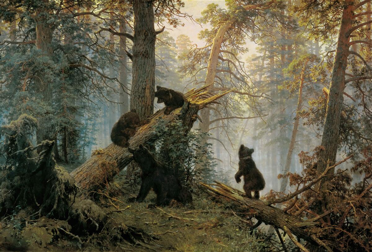 Fototapet Zori într-o pădure în care pinii sunt regi
