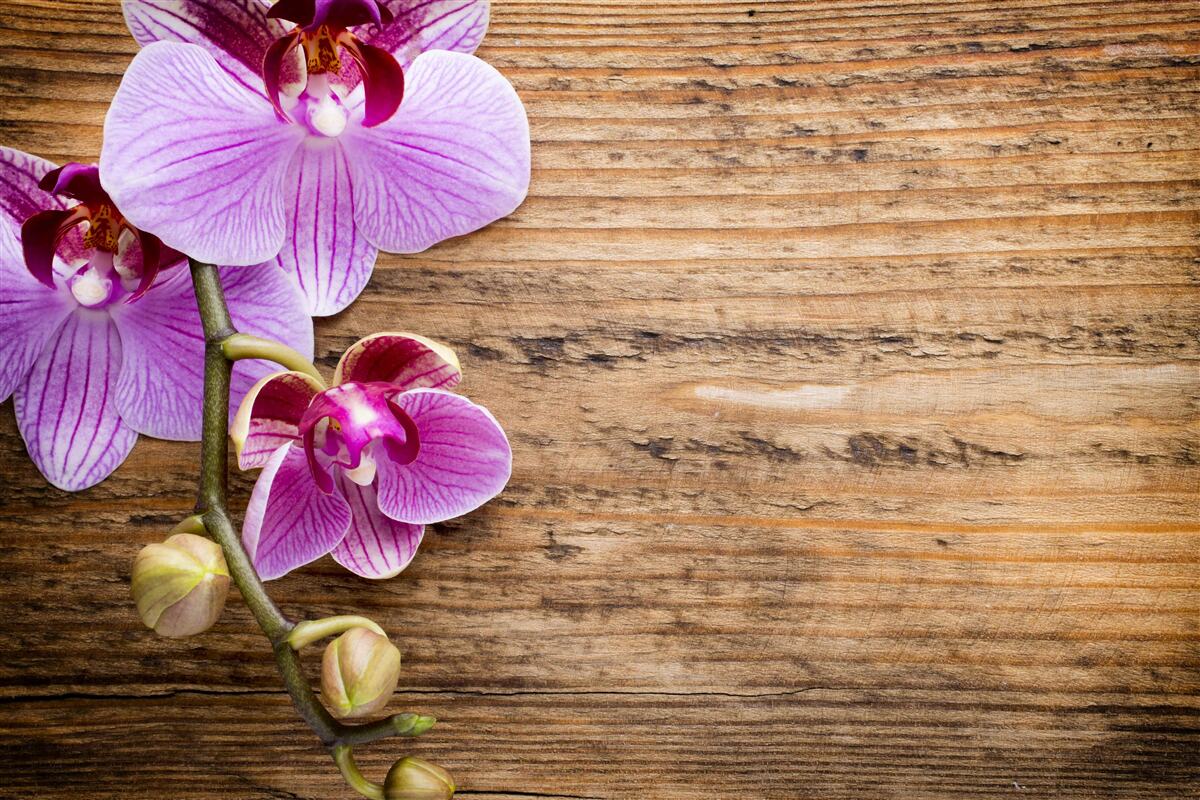 Fototapet orhidee liliac pe un trunchi de copac