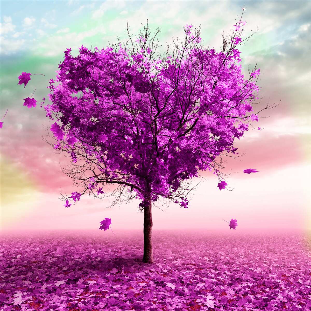 Fototapet copac cu frunze violet care se încadrează