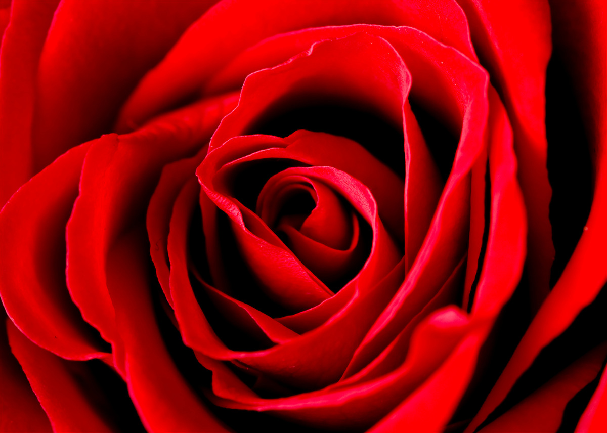Fototapet trandafir scarlet superb