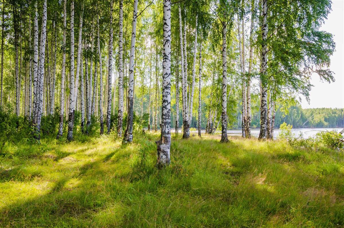 Fototapet Zori în tufișul verde de mesteacăn