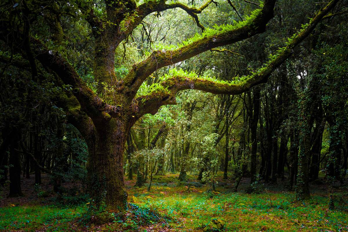 Fototapet pădure străveche cu arbori deasă