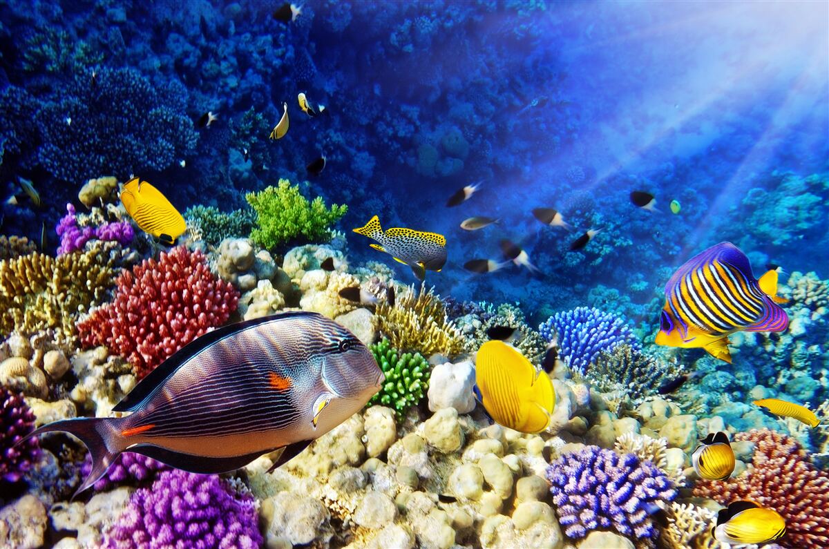 Fototapet o rază de lumină ajunge în adâncurile oceanului