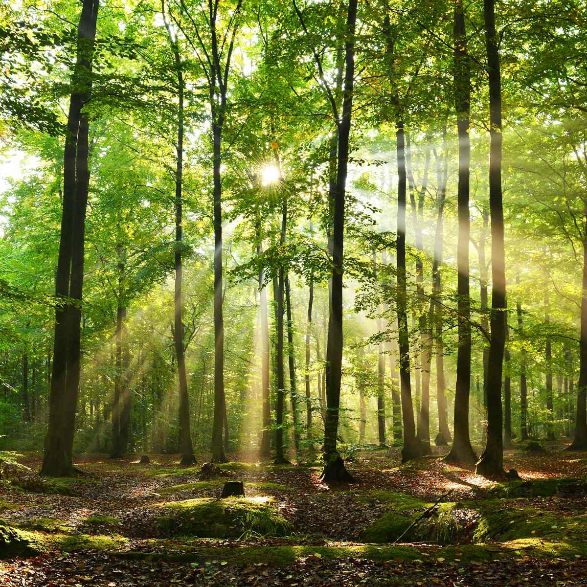 Fototapet razele soarelui pătrund prin pădurea verde și ordonată