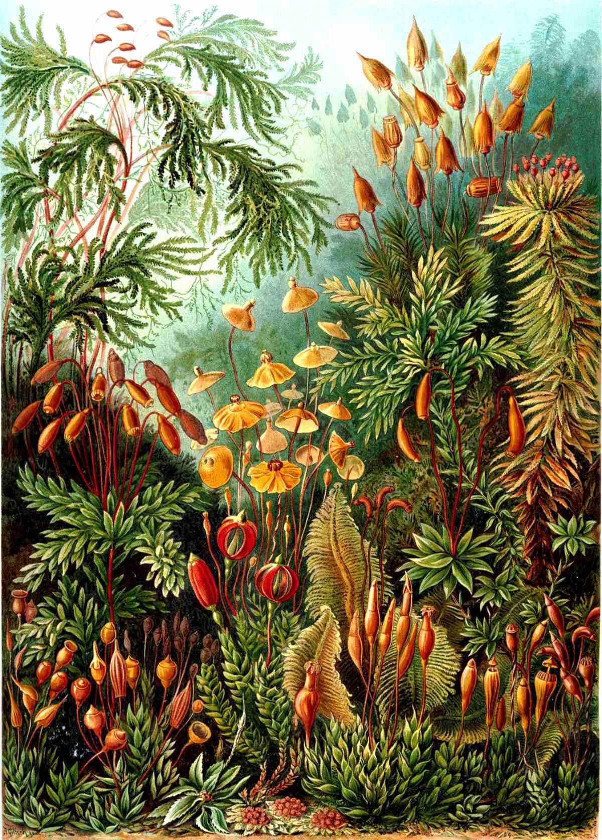 Fototapet nuanțe uimitoare de pădure tropicală