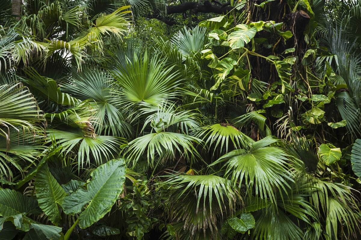 Fototapet tropicele sunt bogate în vegetație verde