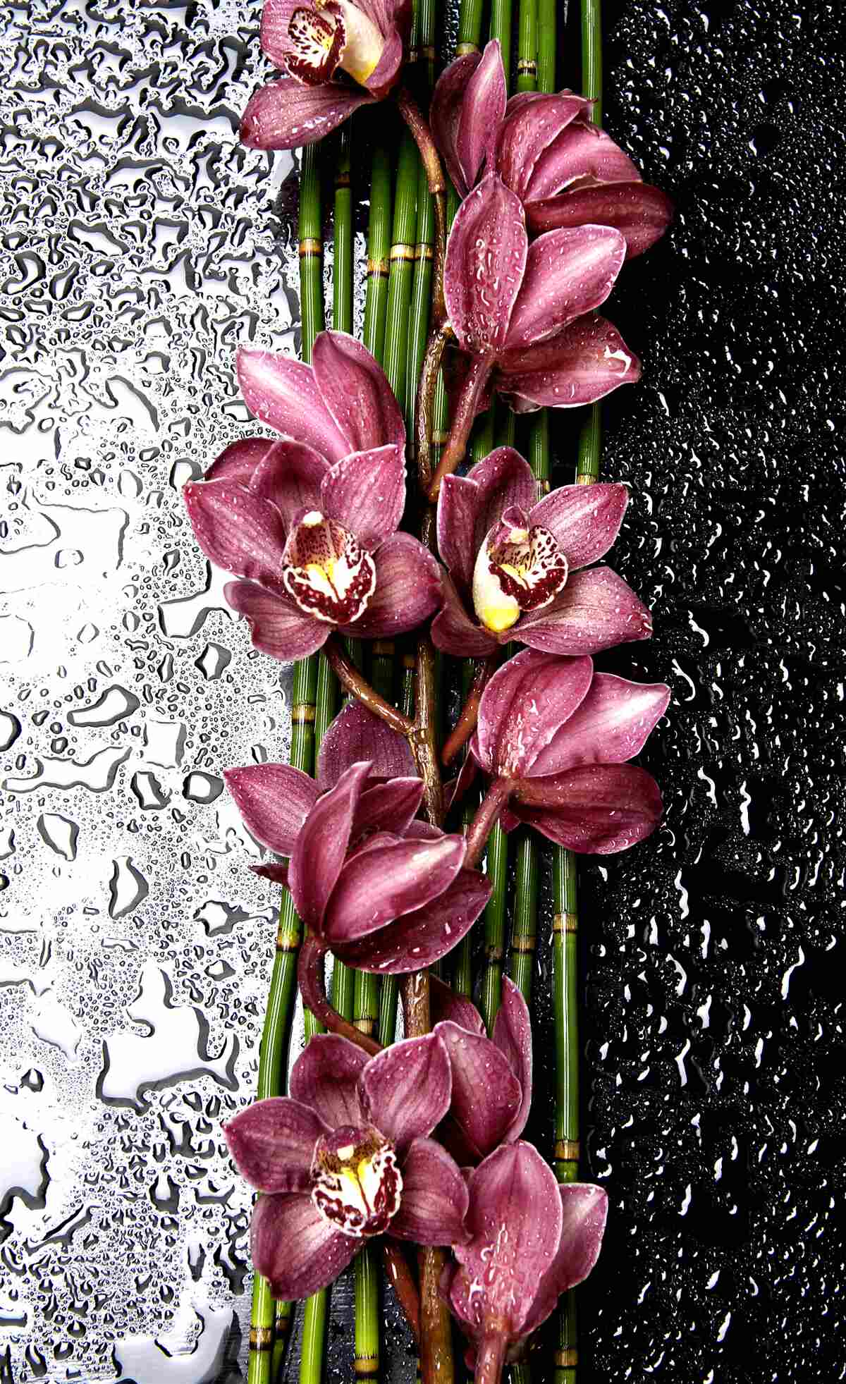 Fototapet podeaua umedă este decorată cu ramuri de flori delicate