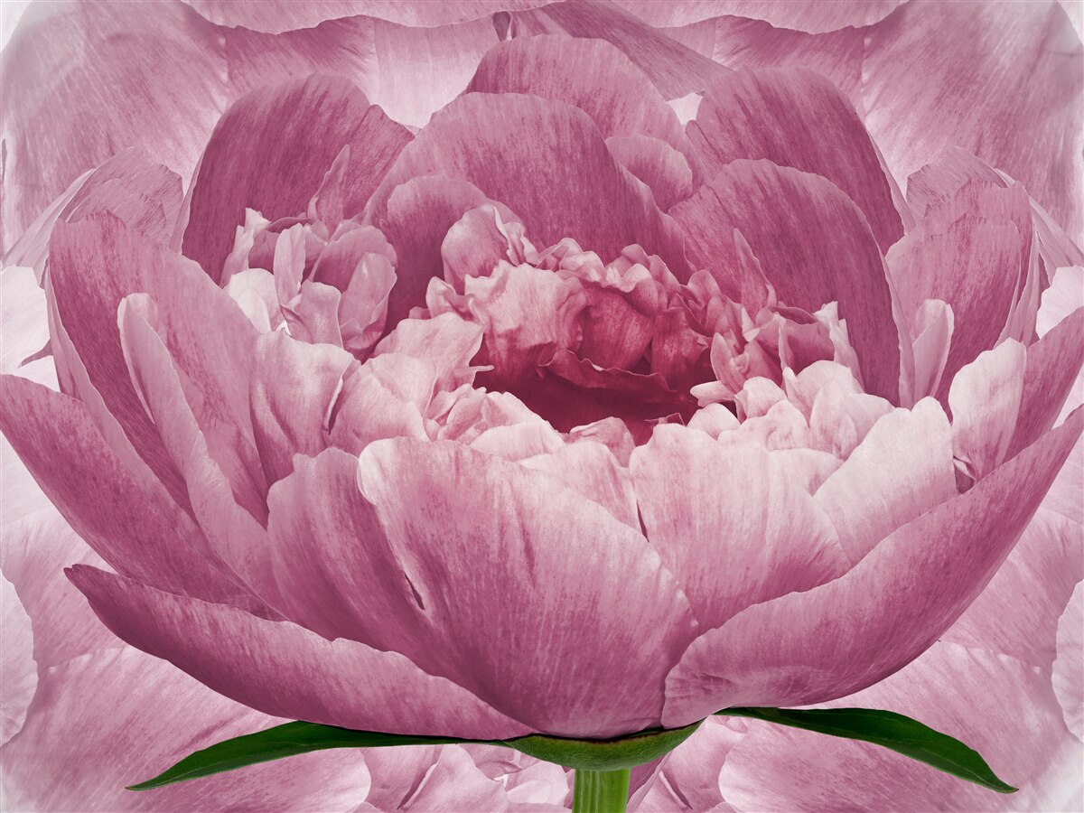 Fototapet floare abundentă de aster roz