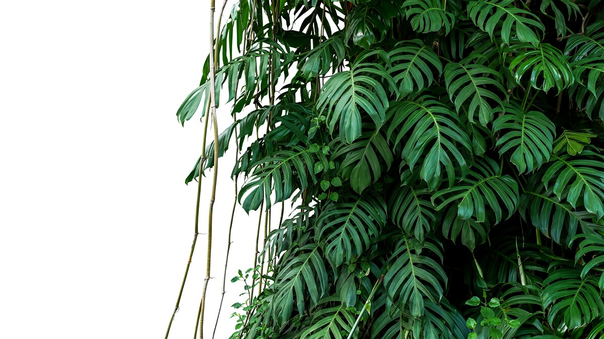 Fototapet frunze dense de monstera în nuanțe de verde
