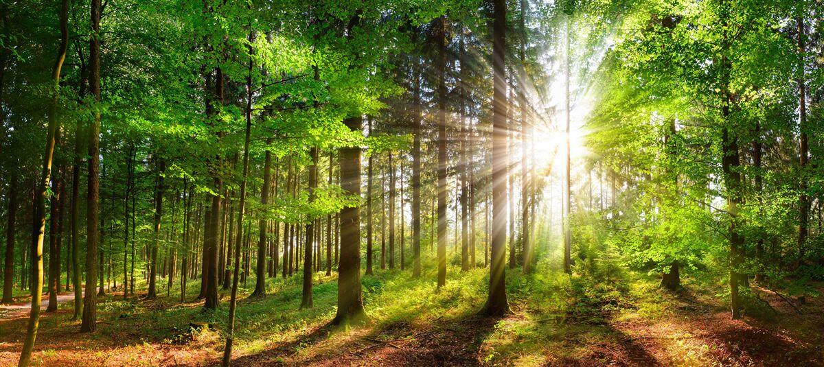 Fototapet soare strălucitor într-o pădure acoperită cu frunze verzi