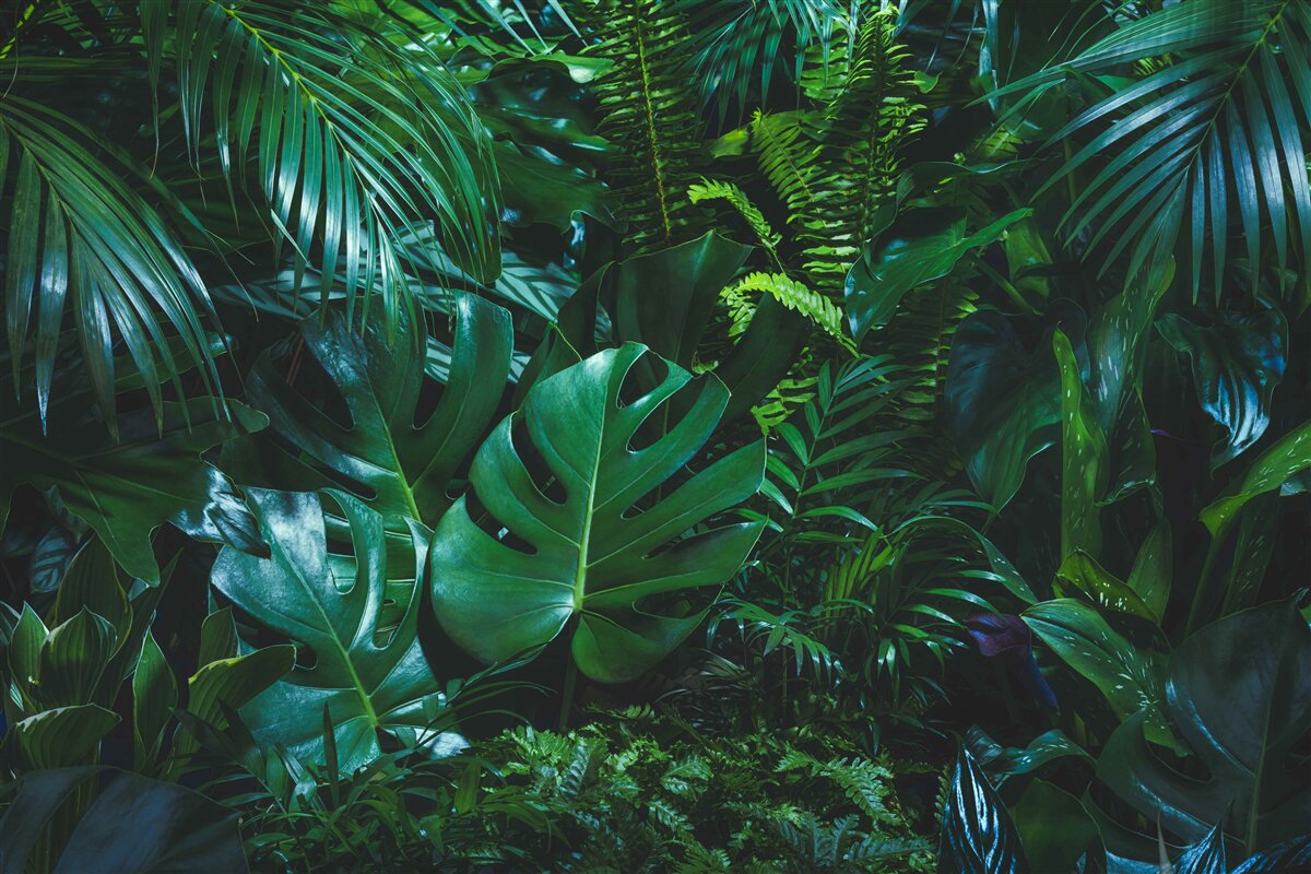 Fototapet tropicele sunt acoperite de o floră verde luxuriantă