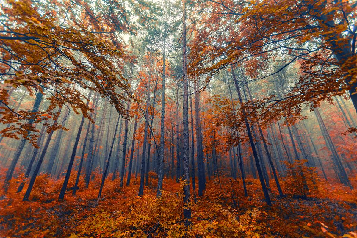 Fototapet frunze de pădure de toamnă care au căzut