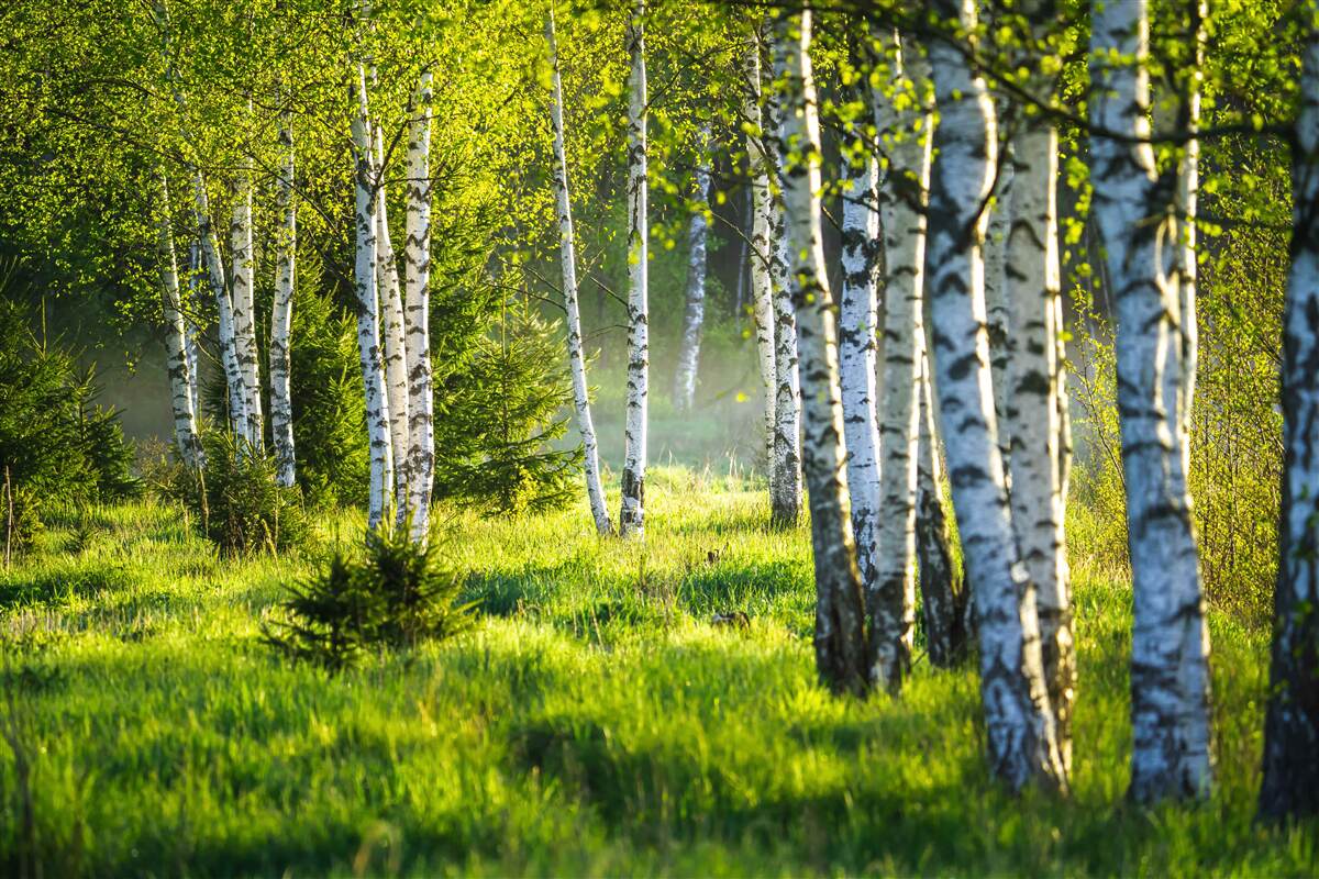 Fototapet Pajiștile împodobite cu mesteceni maiestuoși sunt vopsite în verde aprins