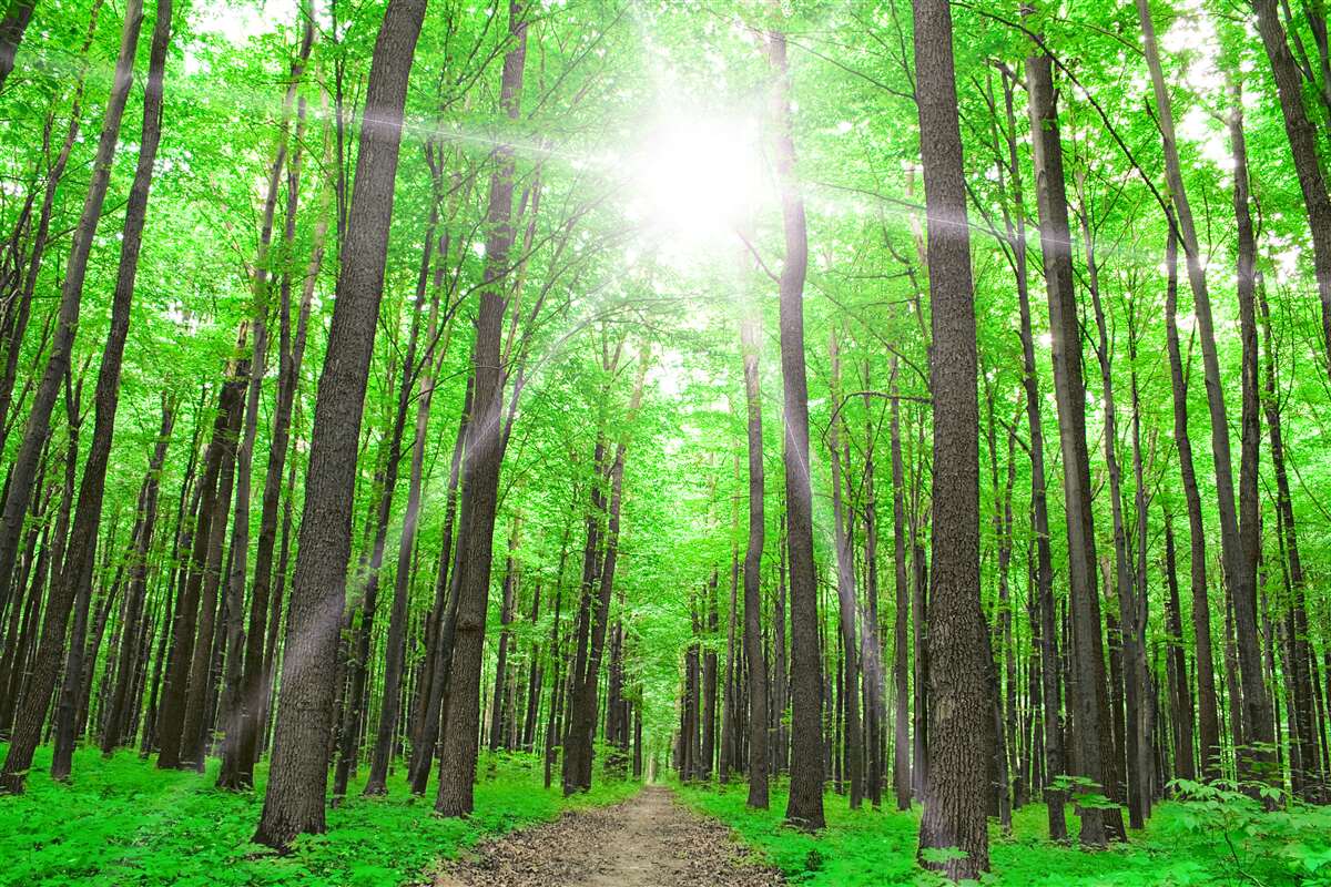 Fototapet lucarnă luminoasă în verdele dens al copacilor