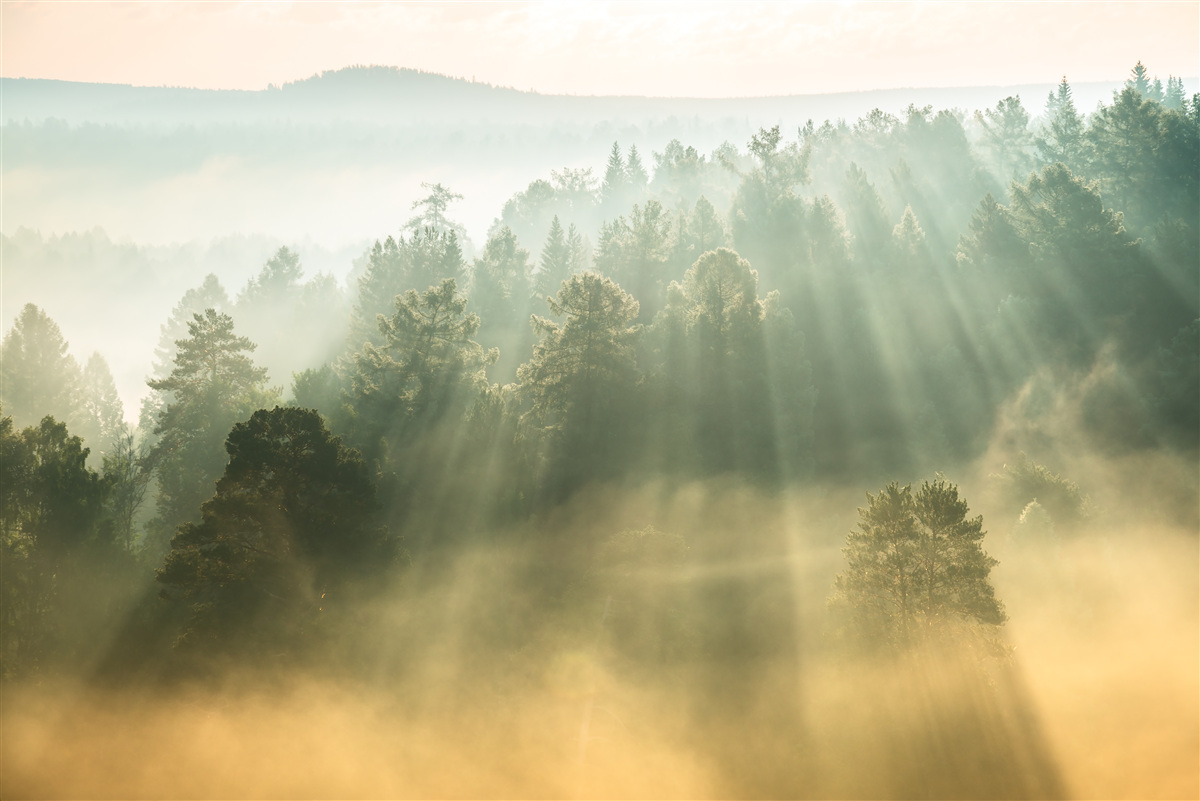 Fototapet în pădure, ceața groasă se risipește sub influența soarelui