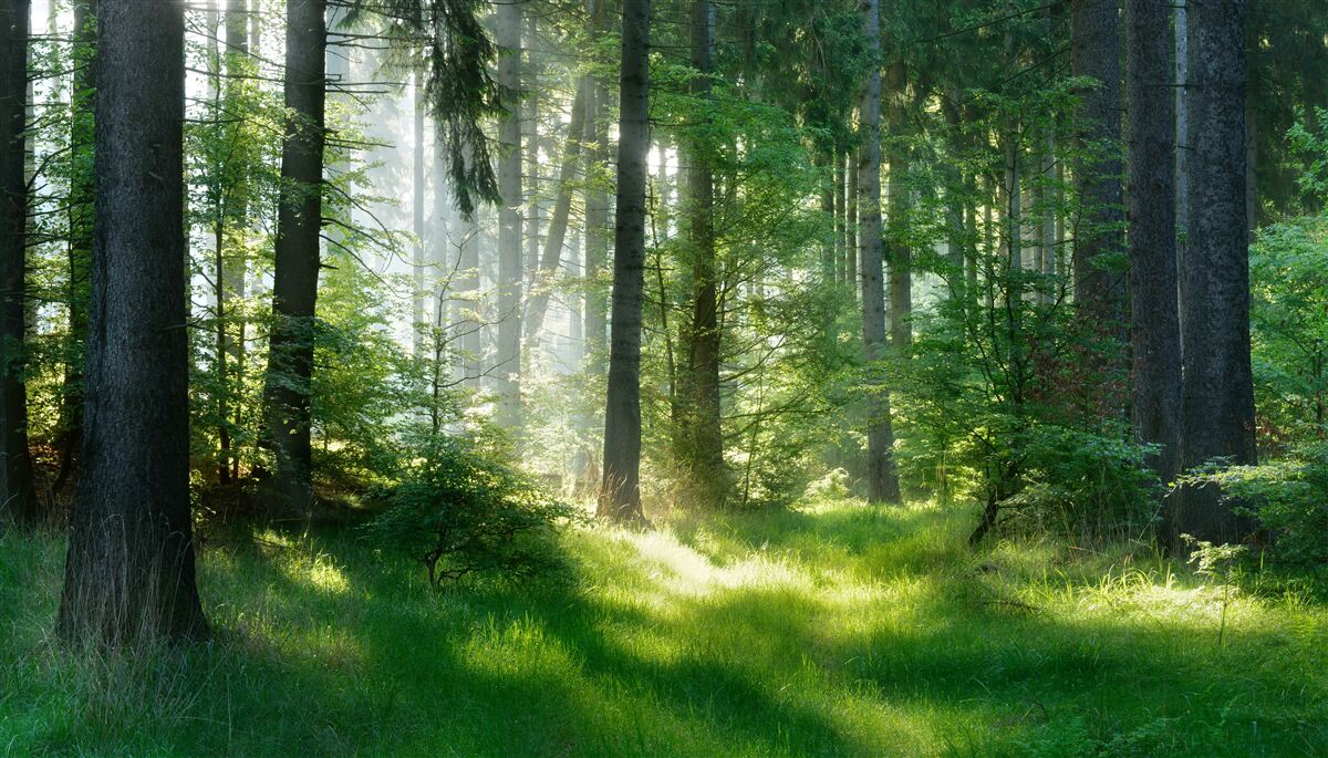 Fototapet o dimineață în pădure, înconjurată de verdeață