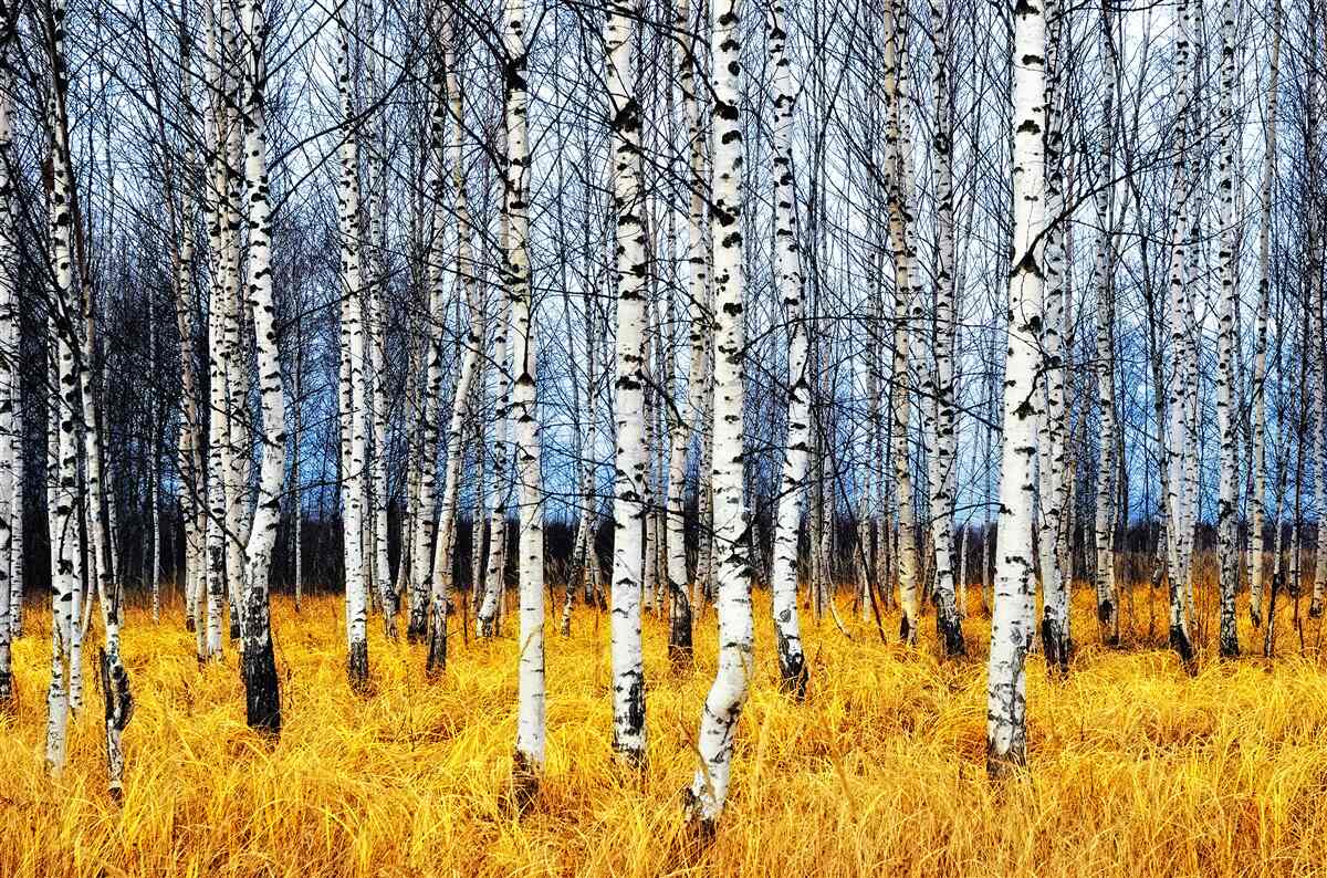 Fototapet frunze de mesteacăn căzute pe un fundal de iarbă de pădure îngălbenită