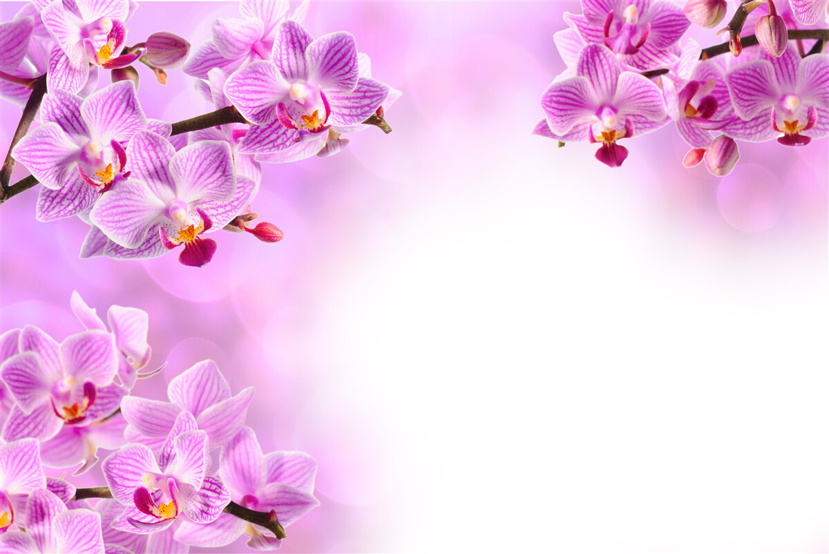 Fototapet ramuri de orhidee liliac acoperite cu flori