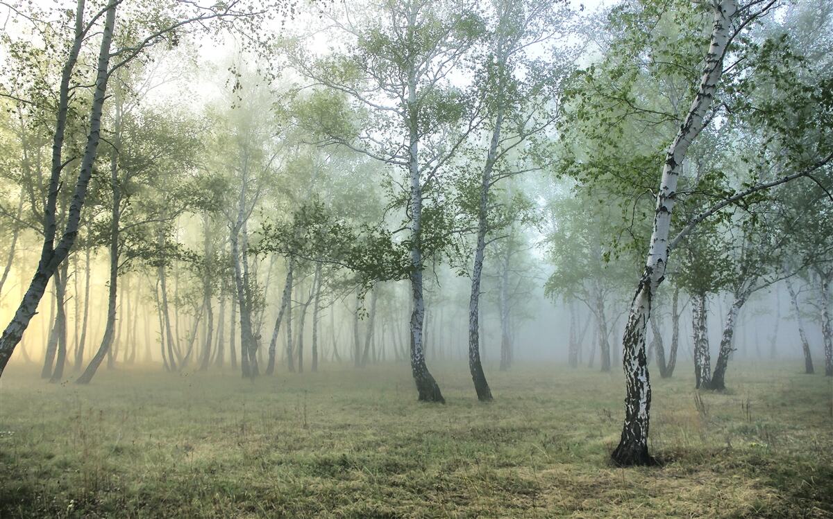 Fototapet mesteceni înalți învăluiți în ceața dimineții