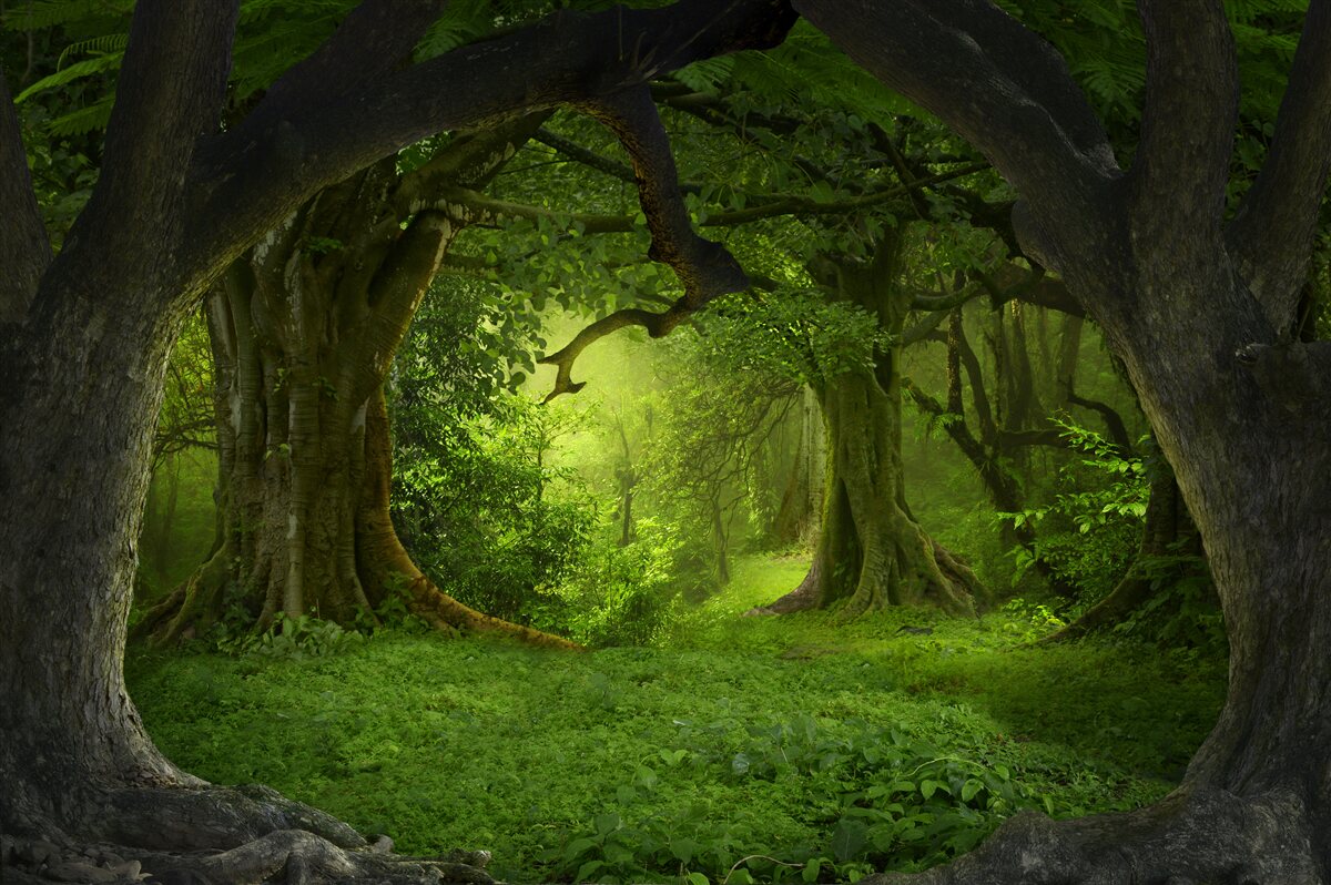 Fototapet pădure verde de basm