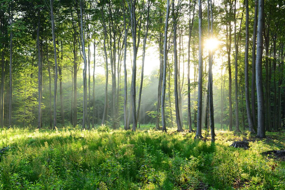 Fototapet un loc în natură cu vedere la soarele de dimineață în pădure