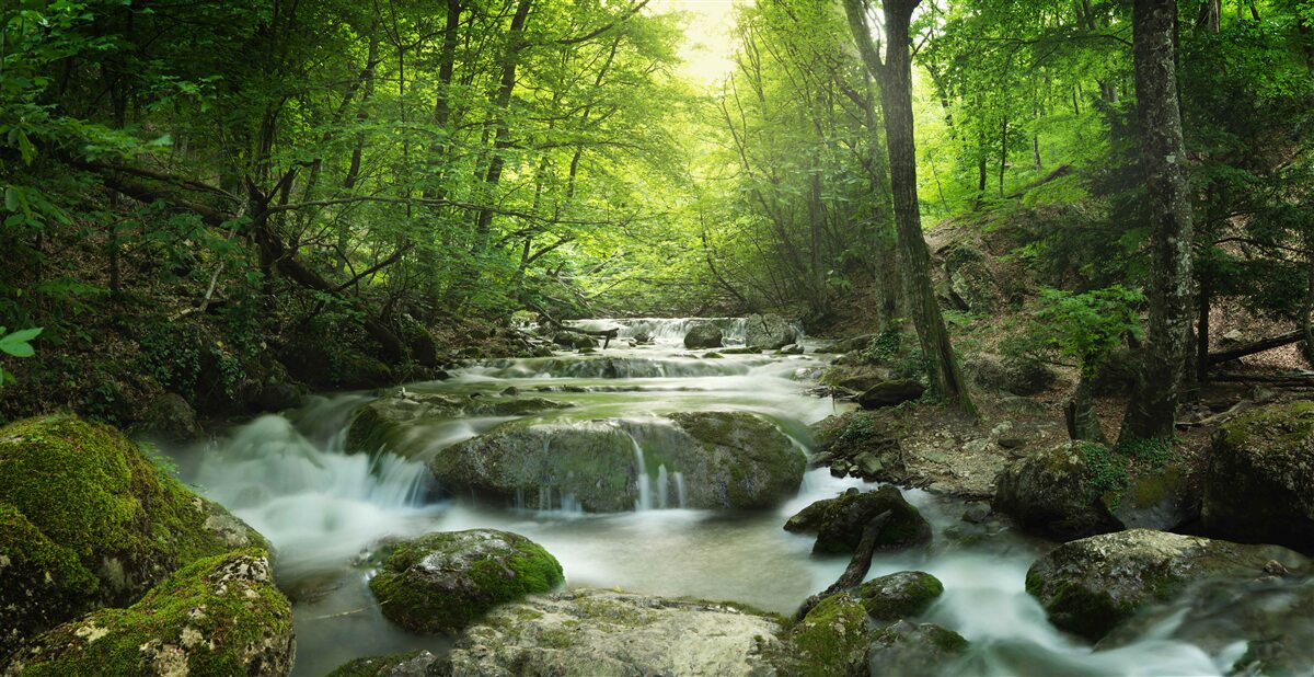 Fototapet apele calme ale unei cascade de pădure