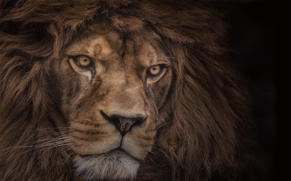 Fototapet privirea furtivă a regelui animal adult