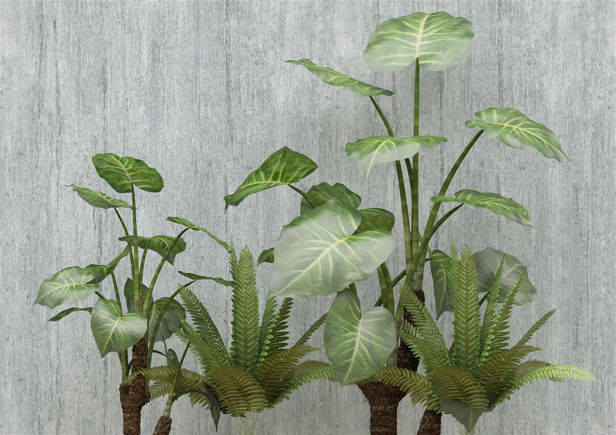 Fototapet tufiș imens monstera pe un fundal argintiu