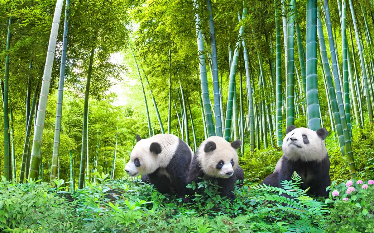 Fototapet o pădure de bambus plină de panda