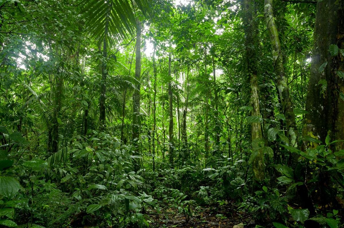 Fototapet peisaj de pădure tropicală, amazon