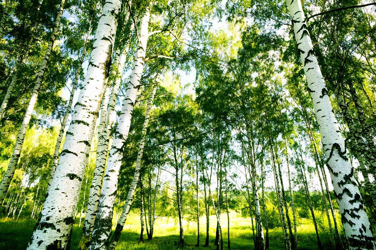Fototapet pădure de mesteceni