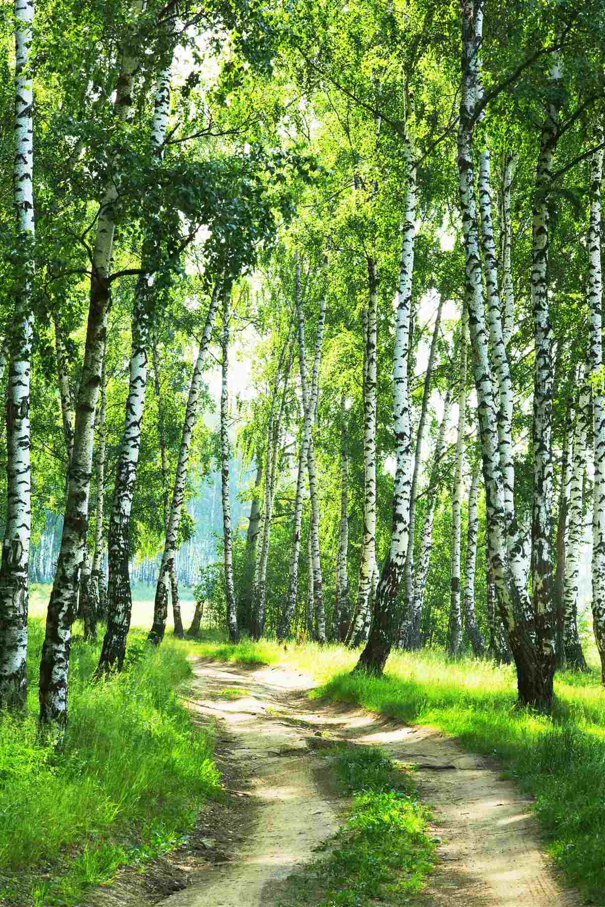 Fototapet pădure de mesteceni