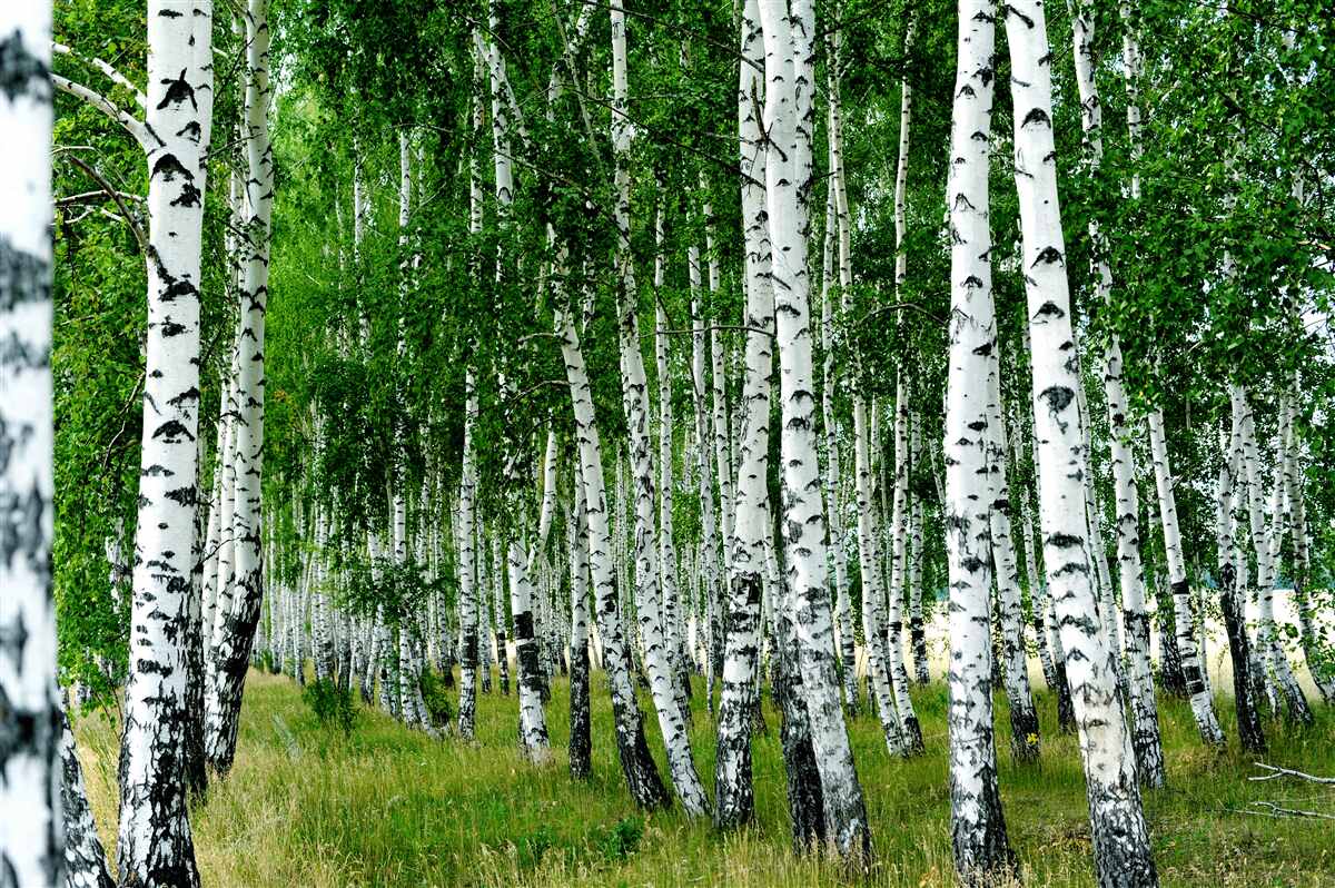 Fototapet mesteacăn grove