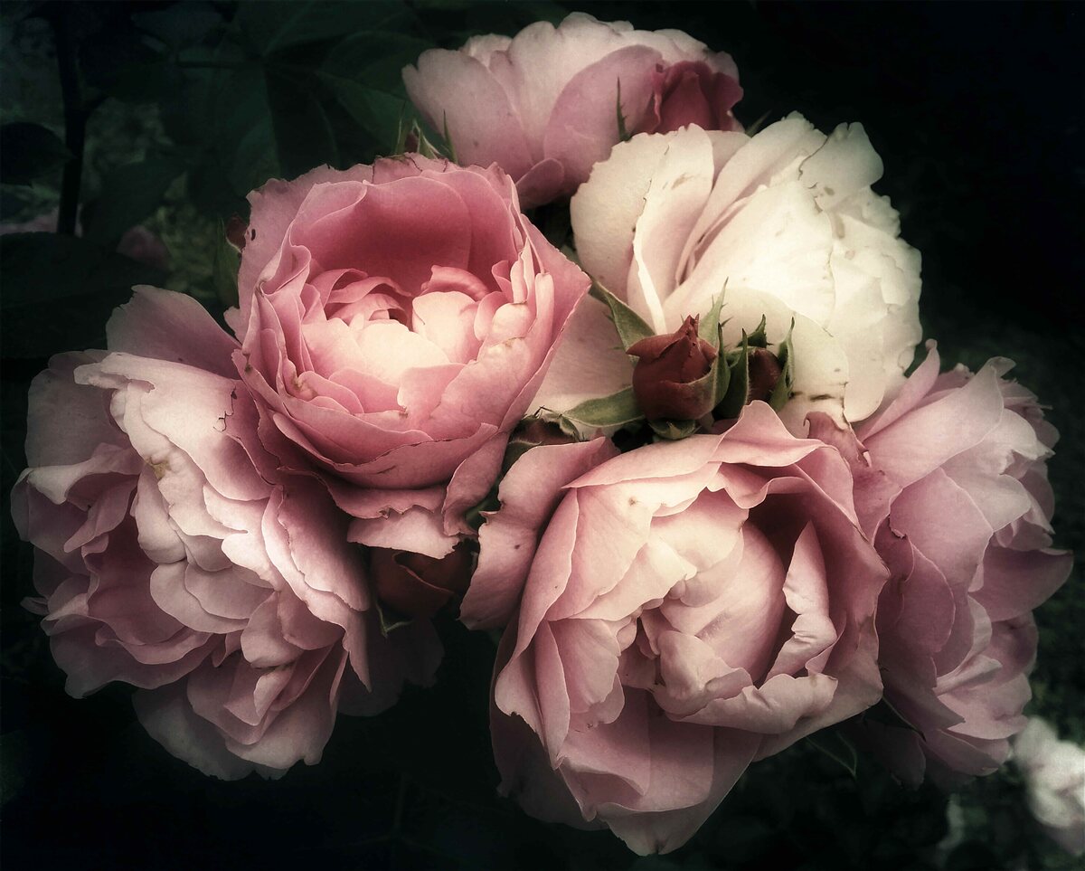 Fototapet petală, floare și nuanță de roz