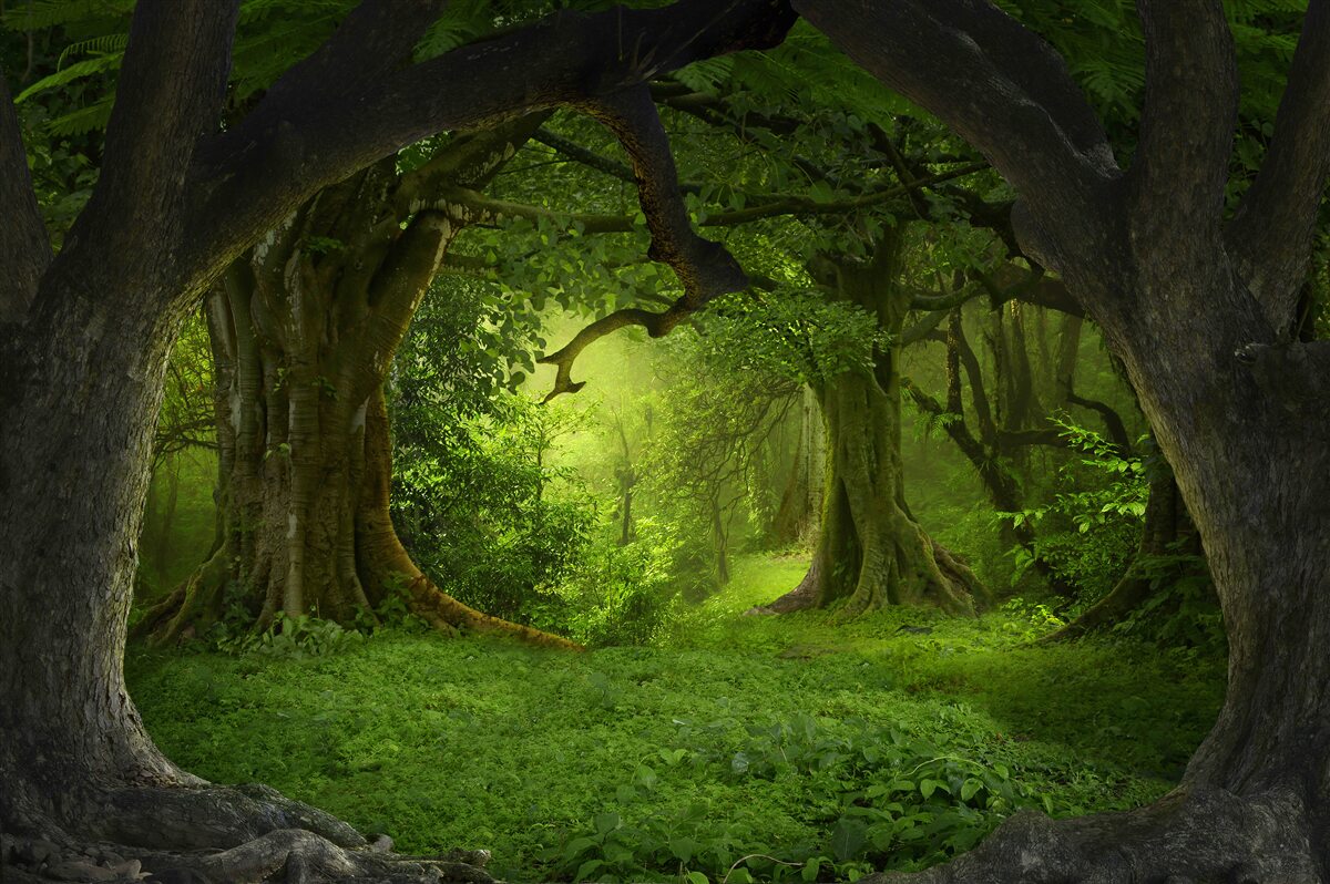 Fototapet o pădure plină de magie