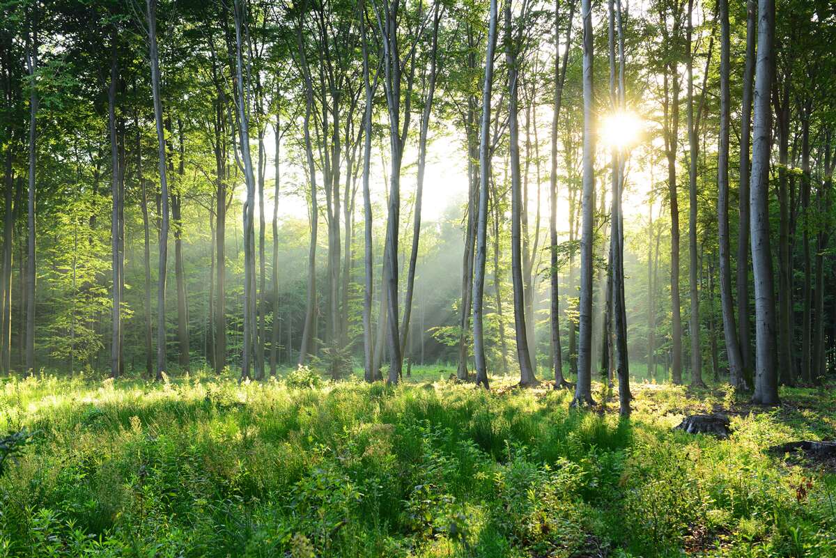 Fototapet o pădure luminată de soare