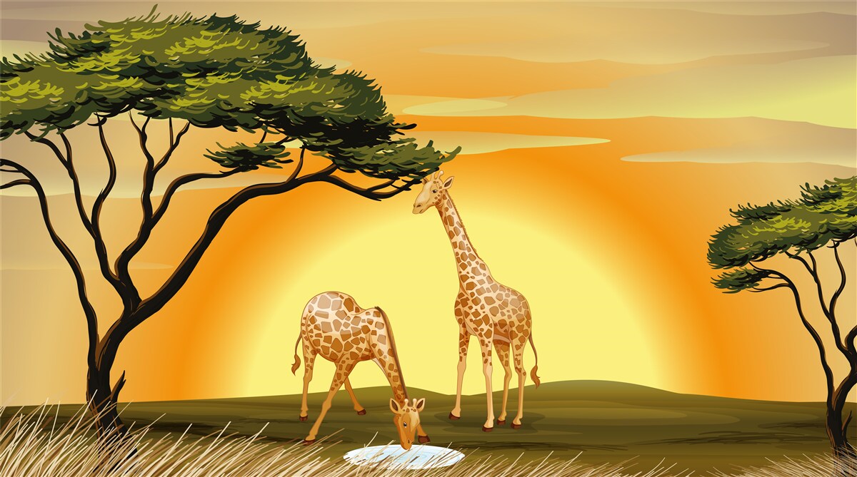 Fototapet girafe pe un fundal de apus de soare în deșert