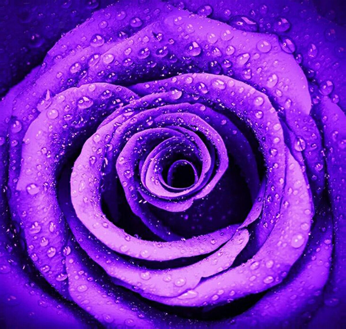 Fototapet o vedere de aproape a unui trandafir violet acoperit cu picături de ploaie