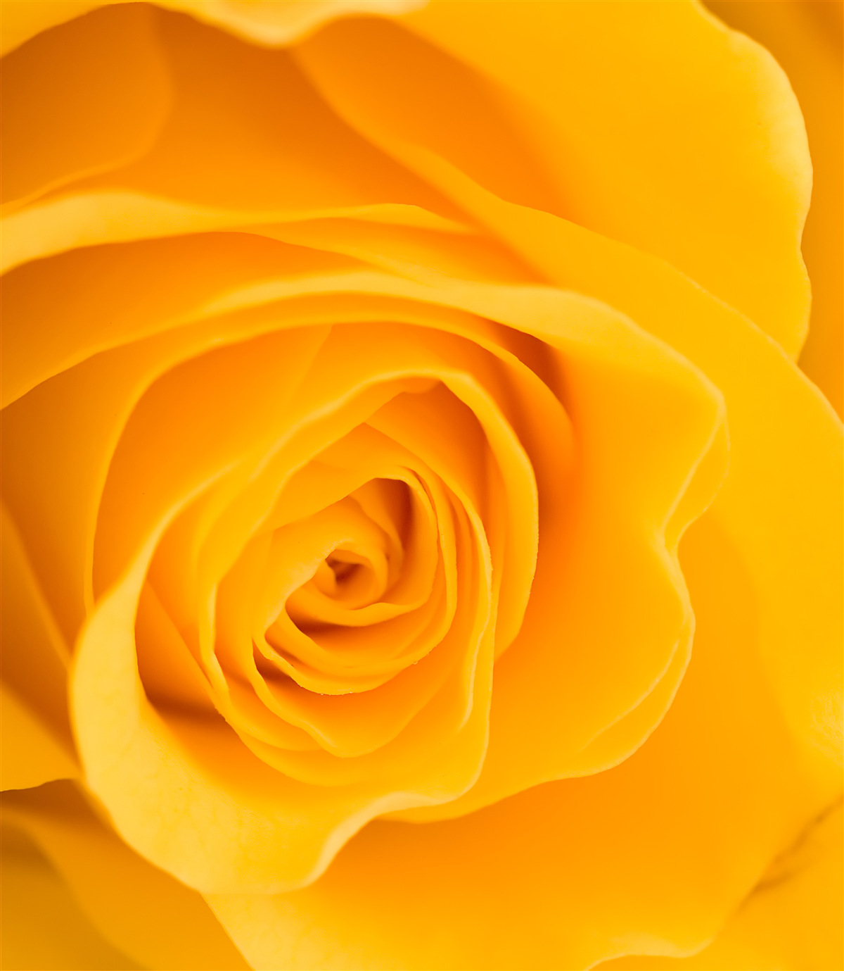 Fototapet floare de trandafir galben luxuriant