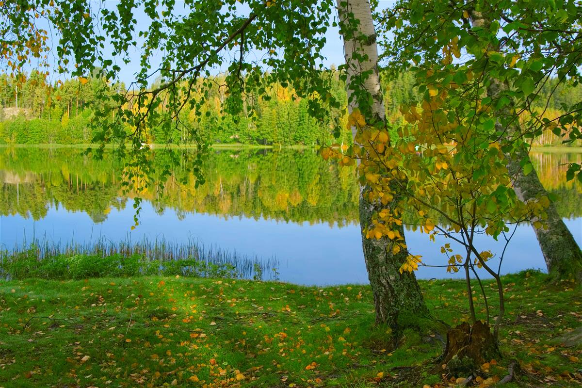 Fototapet reflecție a râului cu pădure densă de vară